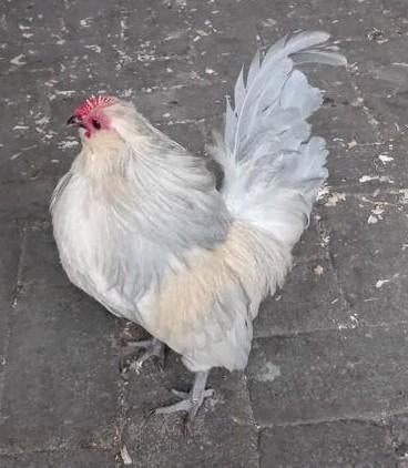 Antwerpse baardkriel broedeieren, Dieren en Toebehoren, Pluimvee, Geslacht onbekend, Overige soorten