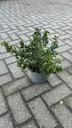 Escalonia struik, Ophalen of Verzenden, Overige soorten, Minder dan 100 cm