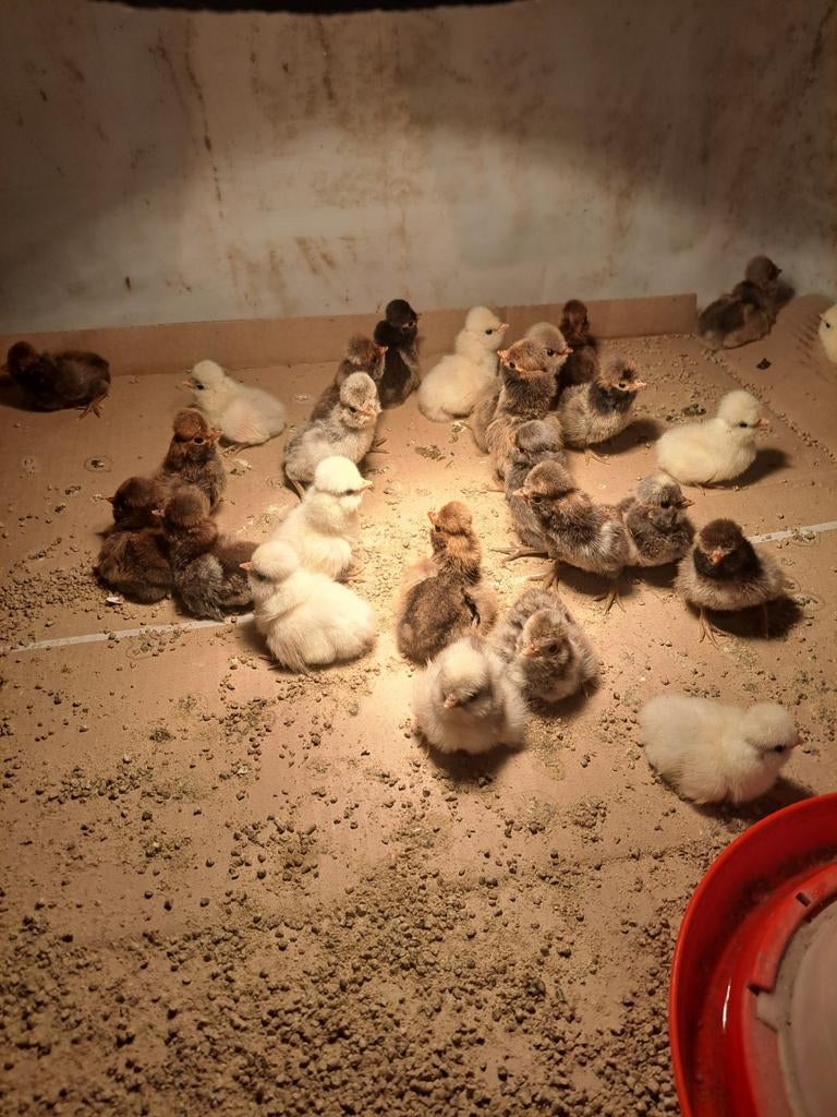 Padua kuikens/baardkuifhoen kuikens, Meerdere dieren, Kip