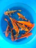 Grote keus Japankoi 10 tot 55 cm groot,bekende kwekers, Karper of Koi