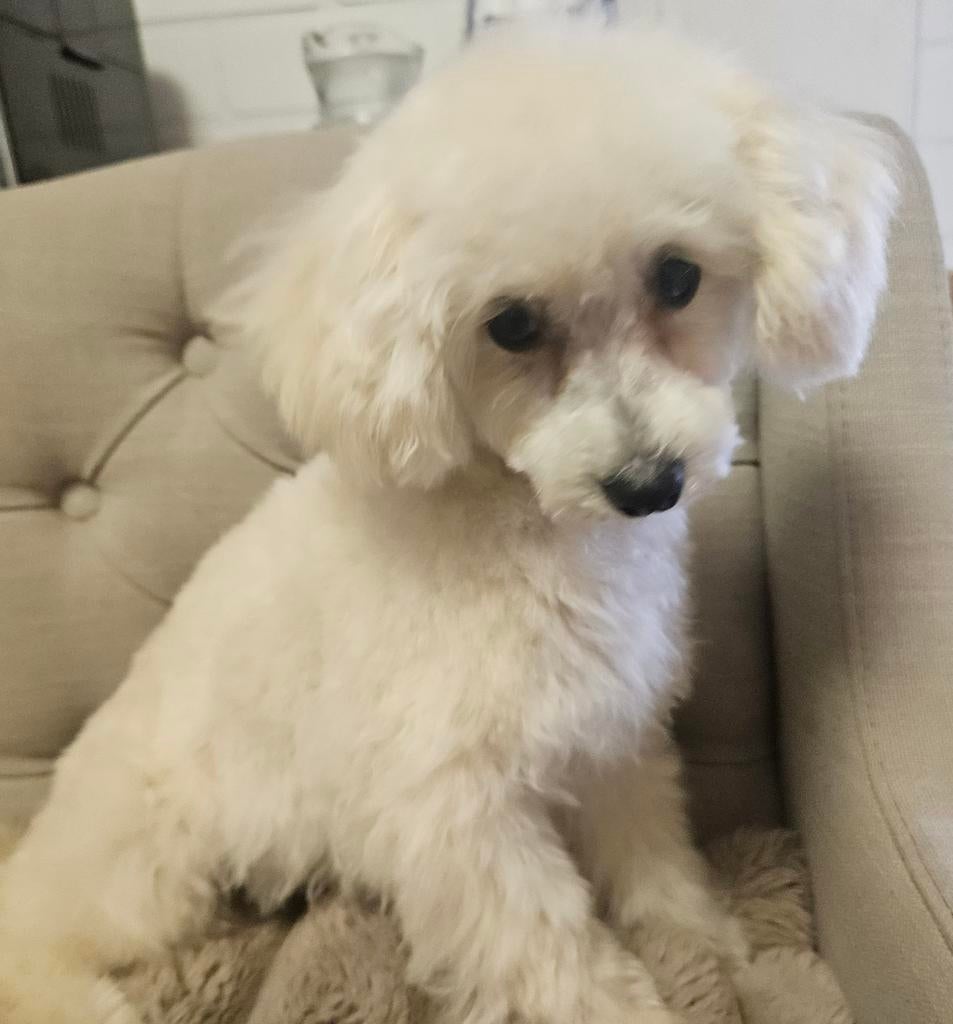 Raszuivere toy poedel pup reutje, Poedel, 8 tot 15 weken, Teef, Meerdere