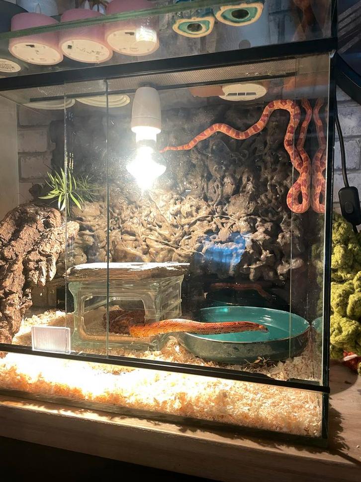 2 rattenslangen met terrarium Rat Snake - unknown for sale from jack