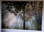 Groot IKEA Canvas Bos met Lichtstralen (200x140 cm), Gebruikt, 125 cm of meer, Ophalen of Verzenden, Print