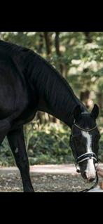 Zwarte fok merrie (spring gefokt), Dieren en Toebehoren, Merrie