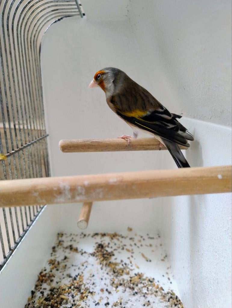 Bastaard putter man, Dieren en Toebehoren, Mannelijk, Wildzangvogel, Geringd