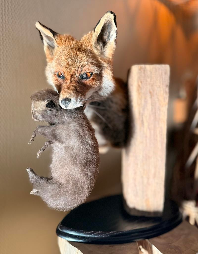 Taxidermie/opgezette vos met welp, Verzamelen, Ophalen of Verzenden, Nieuw, Wild dier, Opgezet dier