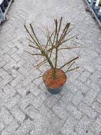 Euonymus alatus, Ophalen, Overige soorten