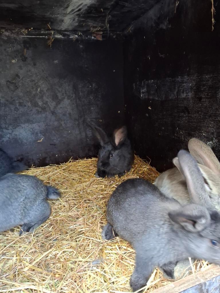 Vlaamse reuzen, Dieren en Toebehoren, Konijnen, Meerdere dieren, Groot