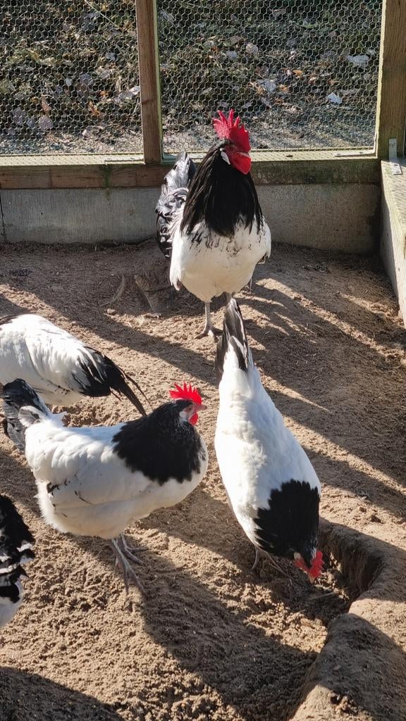 Broedeieren Lakenvelder, Dieren en Toebehoren, Pluimvee, Geslacht onbekend, Kip