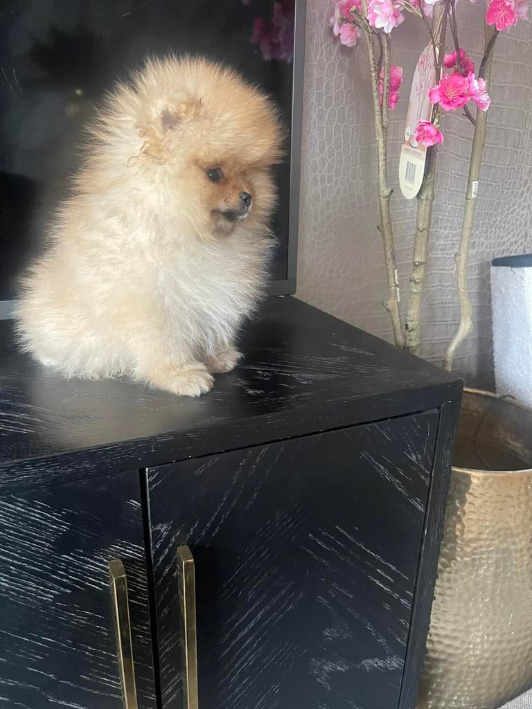 Pomeriaan reutje, Dieren en Toebehoren, Honden | Poolhonden, Keeshonden en Oertypen, Particulier, Keeshond, 15 weken tot 1 jaar