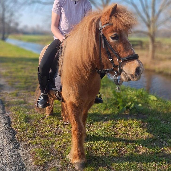 Verzorgpony aangeboden!, Dieren en Toebehoren, Paarden en Pony's | Overige Paardenspullen, Nieuw, Ophalen of Verzenden