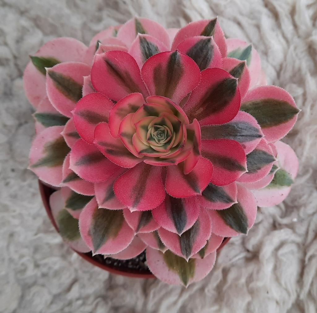 Aeonium Pink Witch, Vetplant, Ophalen of Verzenden, Minder dan 100 cm, Volle zon