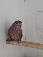 Bourke parkiet pop,, Vrouwelijk, Parkiet, Geringd