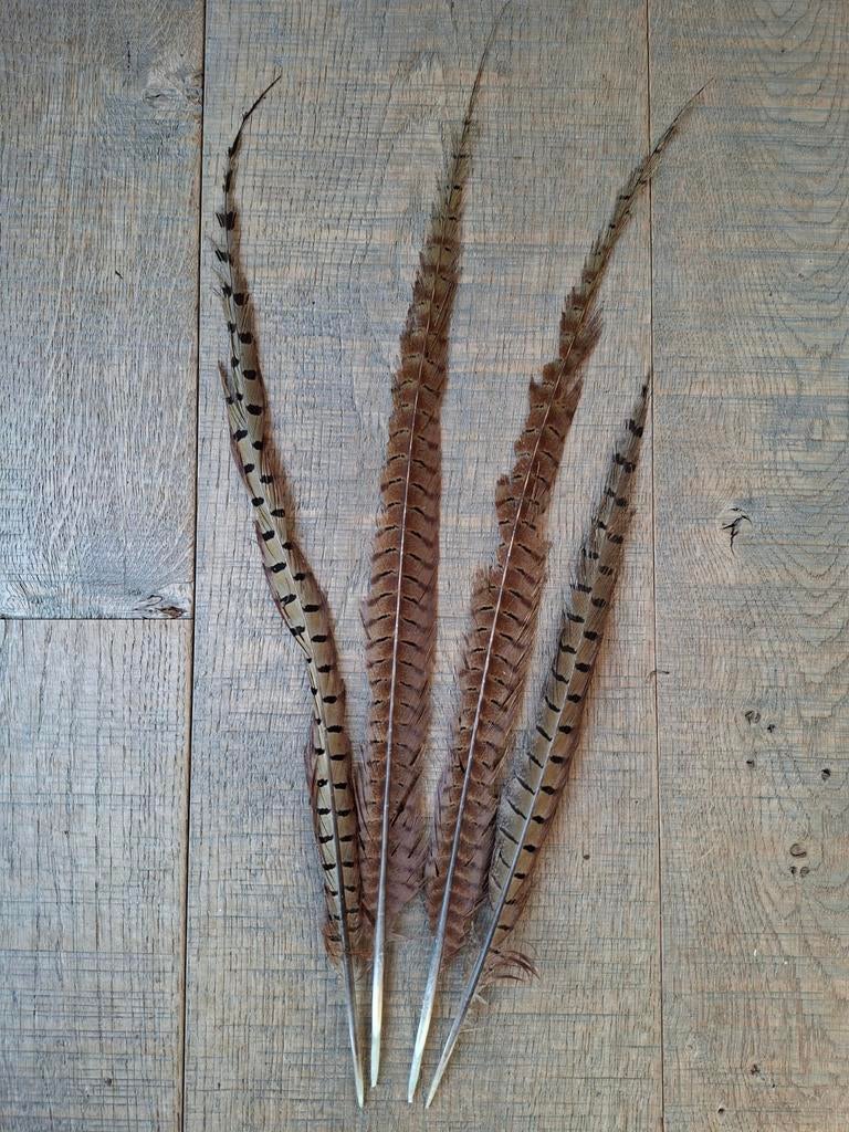 4 grote fazant veren , gehavend en niet supermooi, Gebruikt, Ophalen of Verzenden, Nvt, Nvt