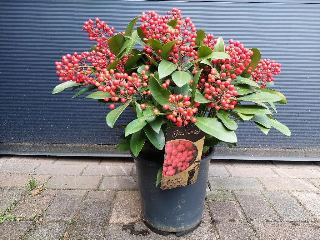 Skimmia Japonica ‘Pabella’ - Wintergroene heester H: 65 cm., Tuin en Terras, Ophalen, Overige soorten, Struik, Minder dan 100 cm