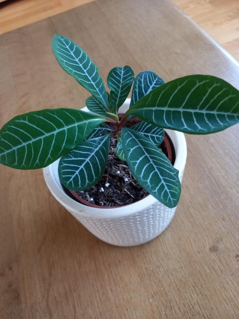 Madagaskar juwel, Huis en Inrichting, Kamerplanten, Ophalen, Halfschaduw, Minder dan 100 cm