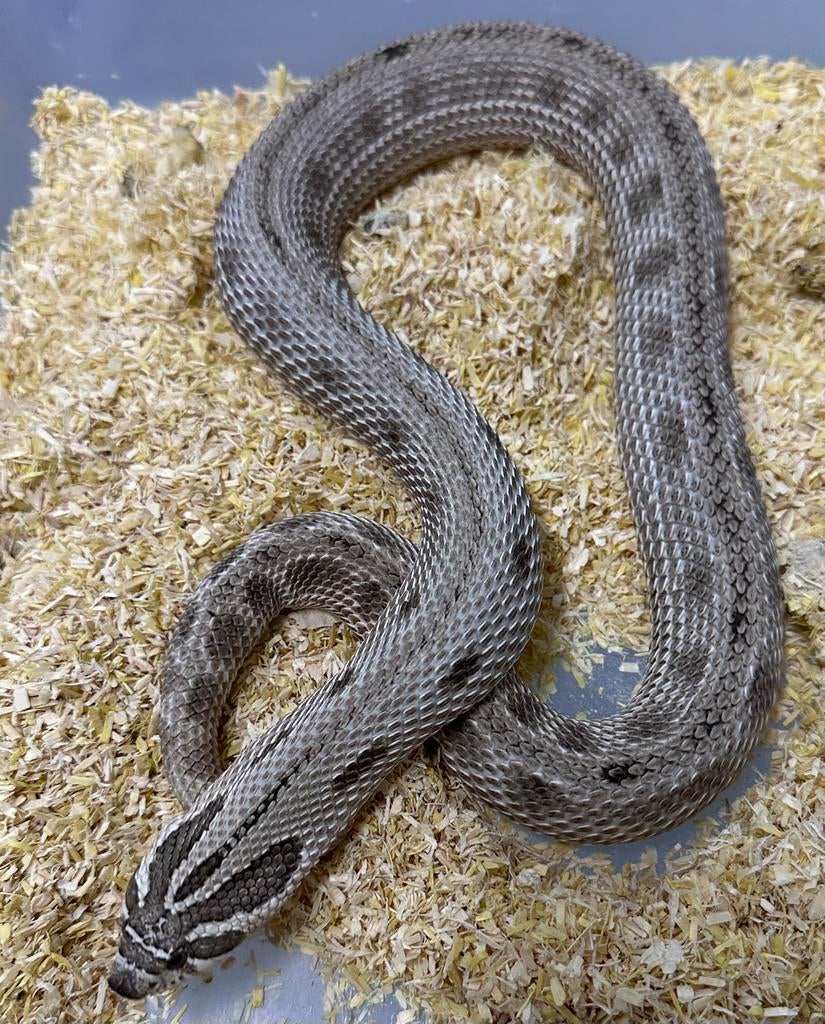 Haakneuzen / Heterodon Arctic x Super Arctic, Dieren en Toebehoren, Slang