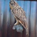 Opgezette Ransuil op tak, wanddecoratie, Ophalen of Verzenden