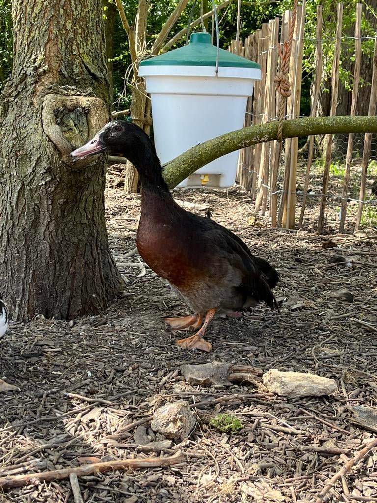 Eend, Dieren en Toebehoren, Mannelijk, Eend