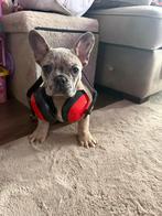 Prachtige Merle Franse Bulldog pup, Dieren en Toebehoren, Honden | Bulldogs, Pinschers en Molossers, Parvo, Particulier, 15 weken tot 1 jaar