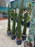 Italiaanse Cipres (Cupressus Sempervirens Pyramidalis), Volle zon, Vaste plant, Bloeit niet, Ophalen