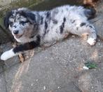 Enthousiaste kruising Australian Shepherd x Labrador pups., Parvo, 8 tot 15 weken, Meerdere, Meerdere dieren