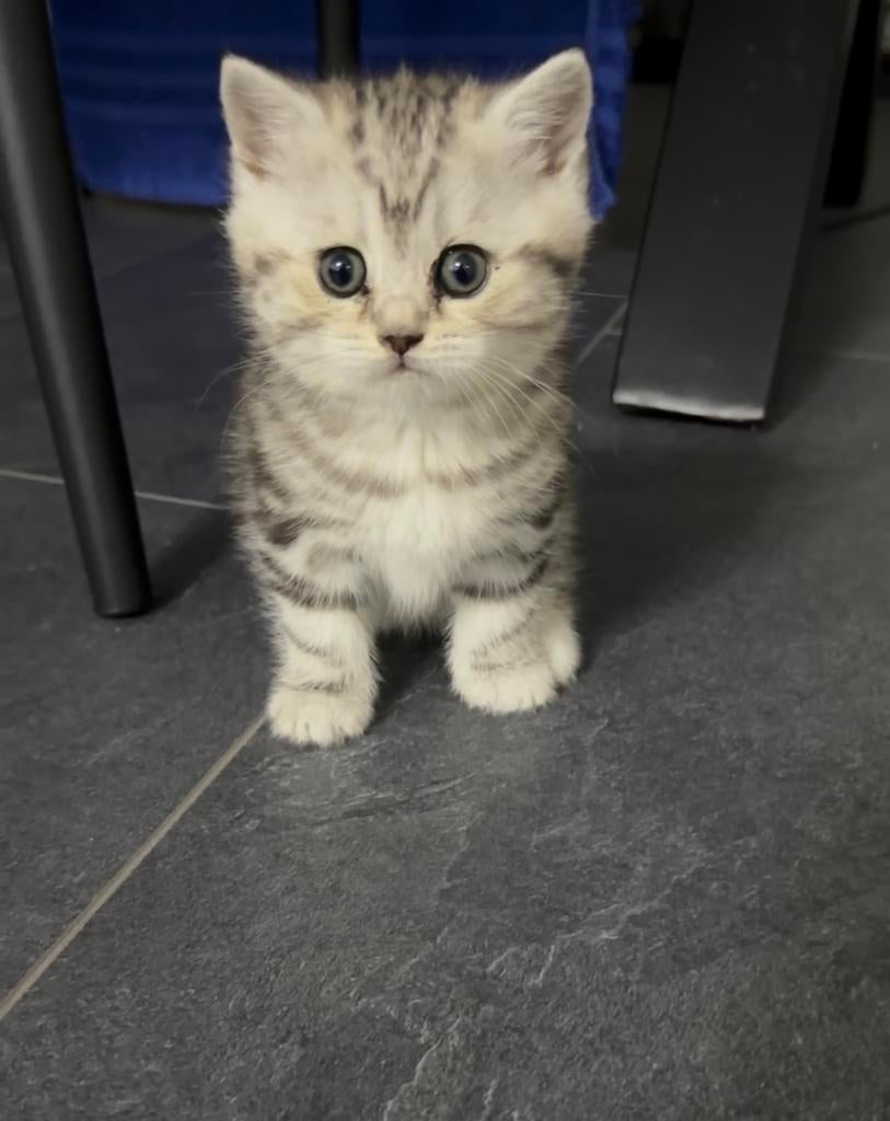 Kittens te koop. Bruine kitten gereserveerd, Dieren en Toebehoren, Poes, Kortharig, 0 tot 2 jaar