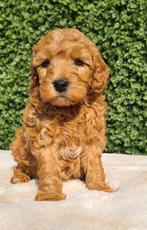 ❤️❤️Lieve en sociale mini labradoodle pups ❤️❤️ mini doodle, Parvo, Overige rassen, 8 tot 15 weken, Meerdere