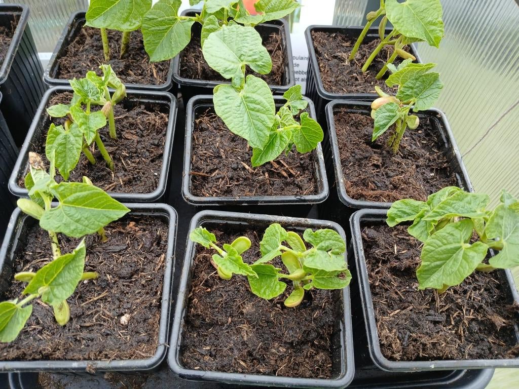 Stamslaboon sperzieboon saxa , 9 bakjes te koop, Ophalen, Eenjarig, Groenteplanten, Volle zon