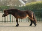 Superlief en makkelijk NMPRS mini paardje 2 jarige hengst, Dieren en Toebehoren, Met stamboom, Niet van toepassing, 0 tot 2 jaar