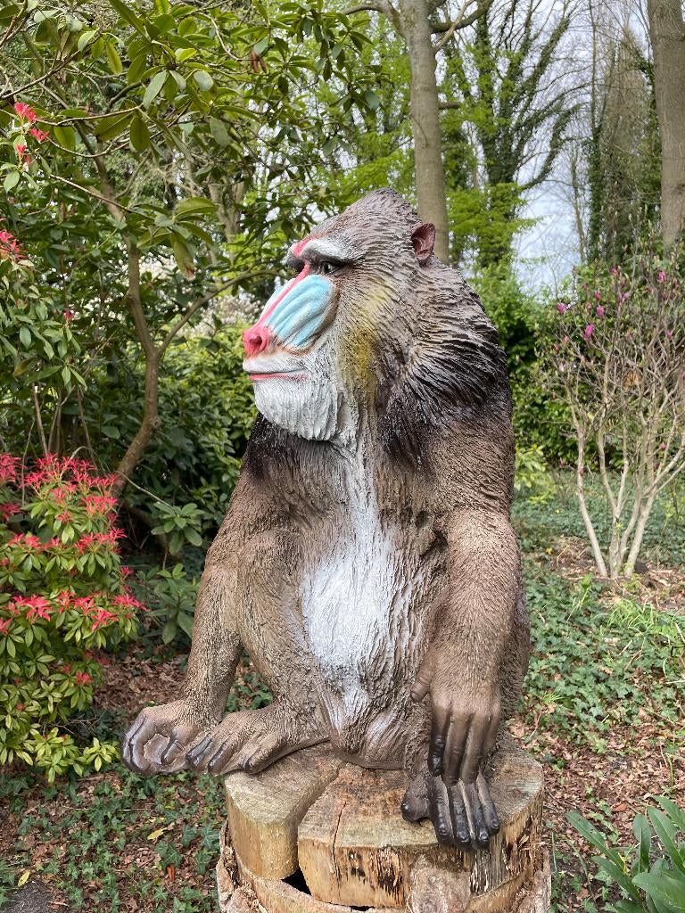 Mandril baviaan aap beeld tuin dierentuin 66cm, Ophalen, Nieuw, Kunststof, Dierenbeeld