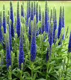 Veronica spicata ereprijs paars, Ophalen, Overige soorten, Volle zon