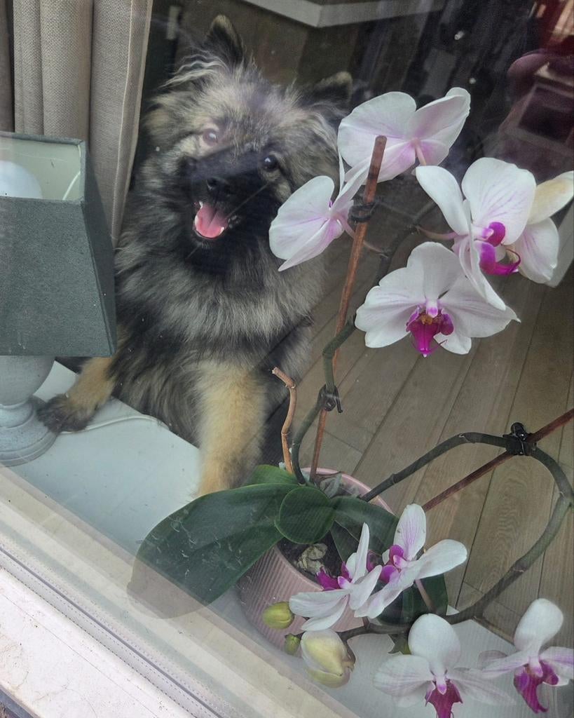 Keeshondje, Keeshond, 15 weken tot 1 jaar, Teef, Eén hond