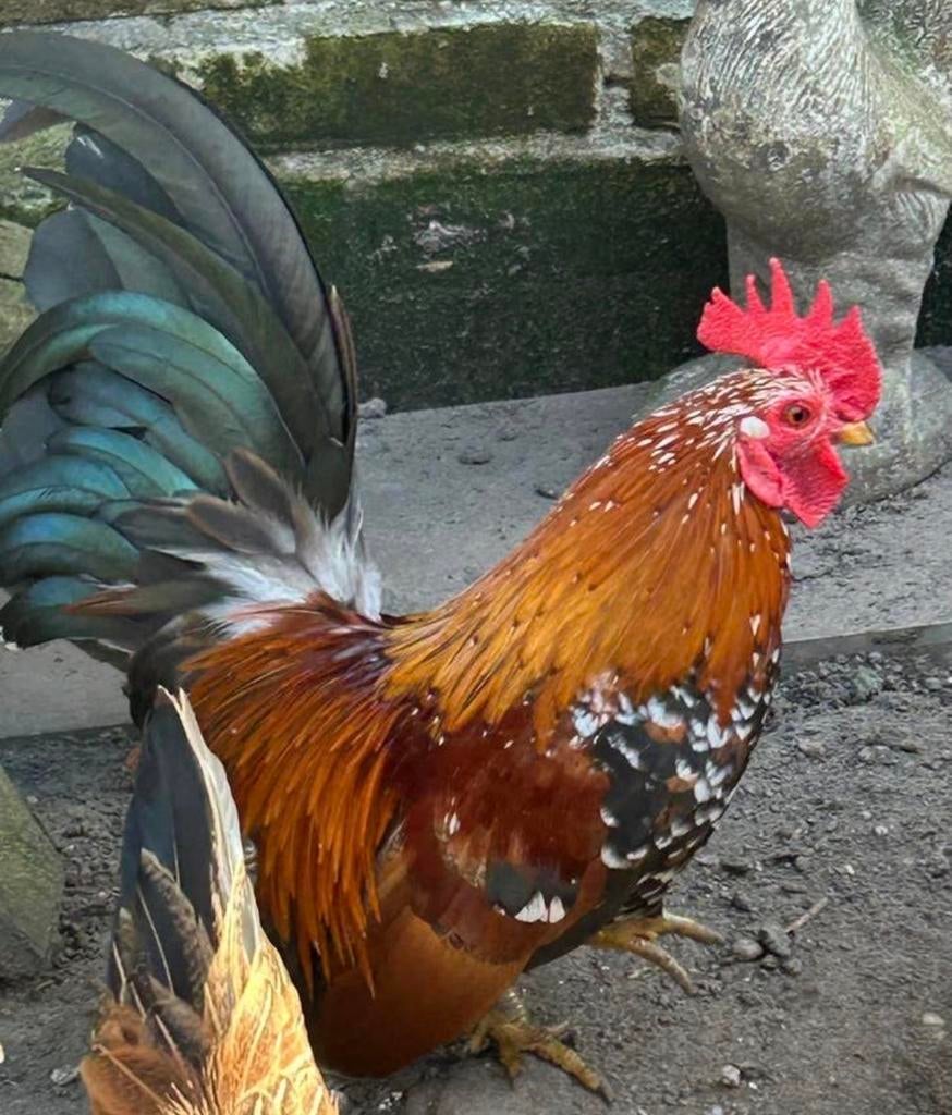 Hollandse kriel haan of haantje, Mannelijk, Kip