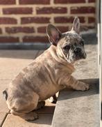 Prachtige Merle Franse Bulldog pup, Dieren en Toebehoren, Honden | Bulldogs, Pinschers en Molossers, Parvo, Particulier, 15 weken tot 1 jaar