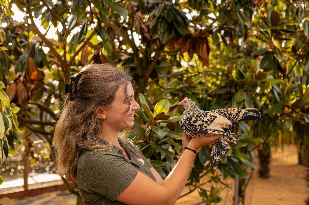 Rustige kleine kriel kippen | Sabelpoot krielkip, Vrouwelijk, Kip