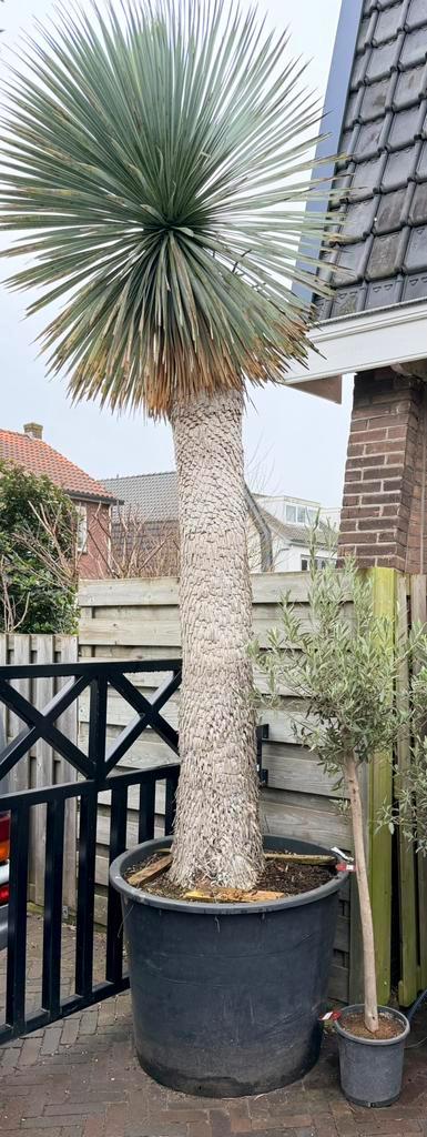 Yucca rostrata 200 cm stam, Tuin en Terras, Planten | Bomen, Palmboom, 250 tot 400 cm, Volle zon, Zomer, Ophalen of Verzenden