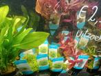 Hobbyaquarium fris assortiment planten /moederplanten, Vis