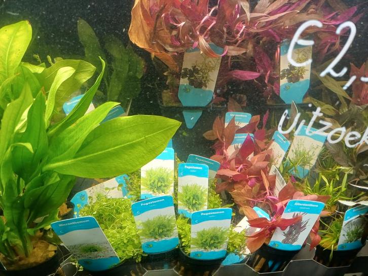 Hobbyaquarium fris assortiment planten /moederplanten, Dieren en Toebehoren, Vissen | Aquariumvissen, Vis