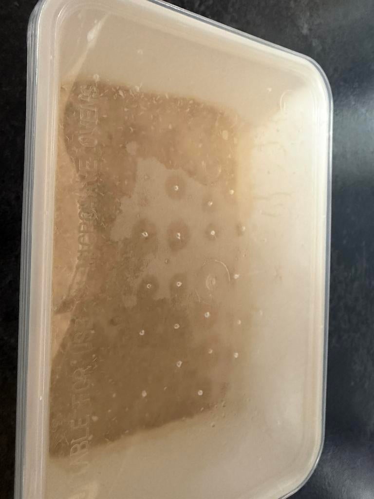 Microwormen entportie, Dieren en Toebehoren, Vis