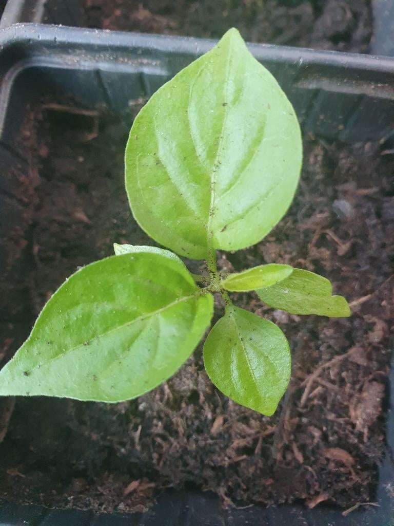 bio madame jeanette plantjes peper, Tuin en Terras, Planten | Tuinplanten, Ophalen, Eenjarig, Groenteplanten, Volle zon