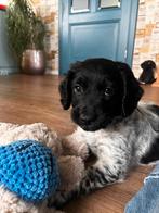 Stabij hond pup gevraagd, Overige rassen, 8 tot 15 weken, Meerdere dieren, Eén hond