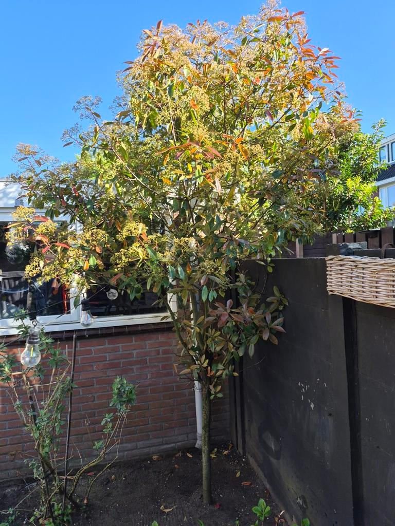 Glansmispel Red Robin op stam ca. 280cm, Tuin en Terras, Planten | Bomen, Ophalen, Bolboom, 250 tot 400 cm