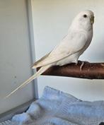 Zira zoekt een huisje (Grasparkiet), Vrouwelijk, Parkiet, Geringd