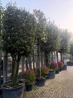 kurk eik steen eik in velen maten meer-enkel stammig: veel, Tuin en Terras, Planten | Bomen, Overige soorten, Lente, Ophalen, Volle zon