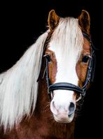 lieve, mooie b pony te koop, Dieren en Toebehoren, Pony's, Merrie, 7 tot 10 jaar, B pony (1.17m tot 1.27m), Recreatiepony