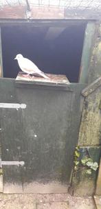 Tortelduif  doffer keur uit twee stuks, Mannelijk, Tortelduif