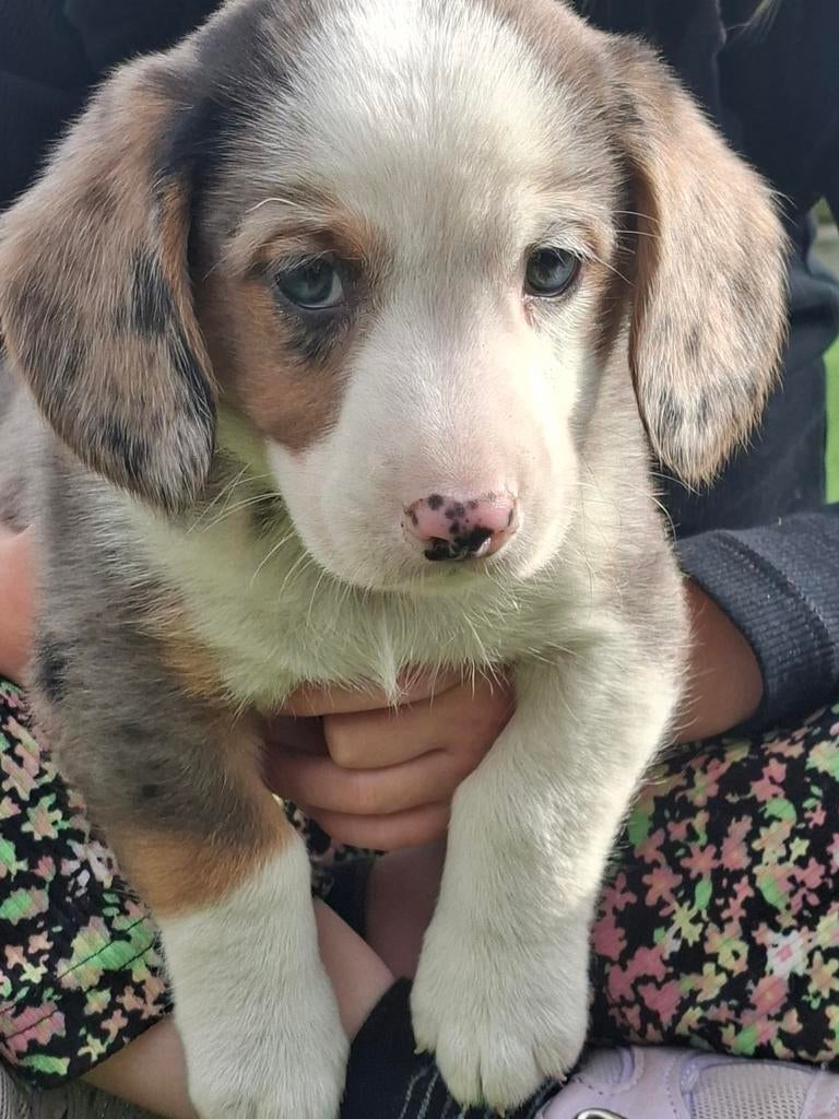 Mooie Beagle / Basset x Welsh Corgi pups puppy's puppies, Parvo, Beagle, 8 tot 15 weken, Meerdere