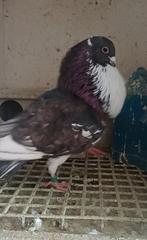 Moroncelo doffer, Mannelijk, Kropper