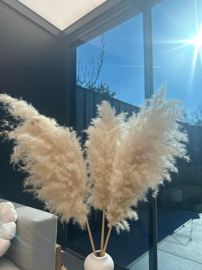 3 stuks pampasgras, Ophalen, Gebruikt